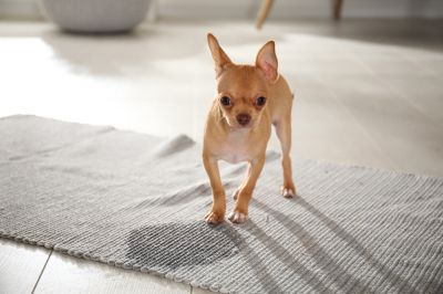 Prolong the Life of Your Carpet with Pet Stain Removal!