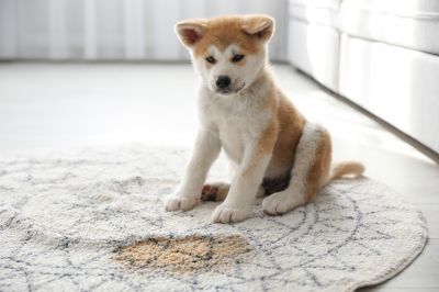 Remove Unpleasant Odors from Your Carpet with Pet Stain Removal!